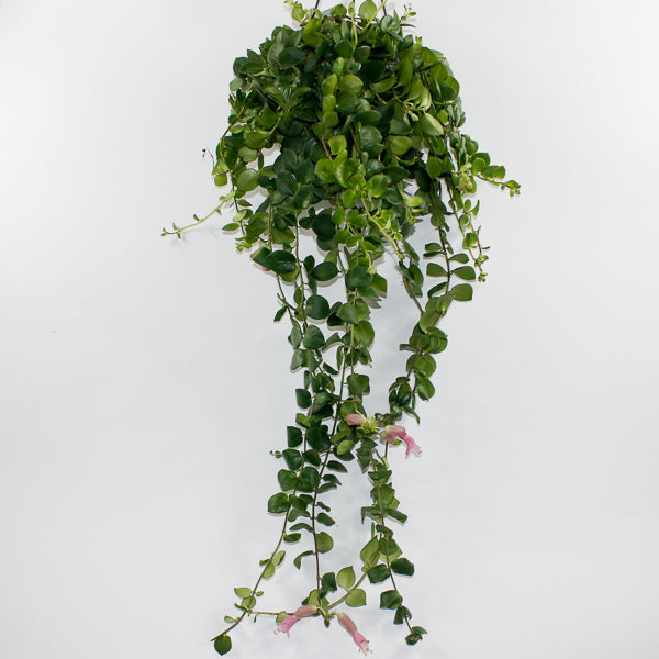 Aeschynanthus Pink Polka Ø15cm H45cm