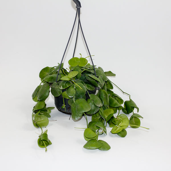 Dischidia platyphylla Ø14cm H30cm