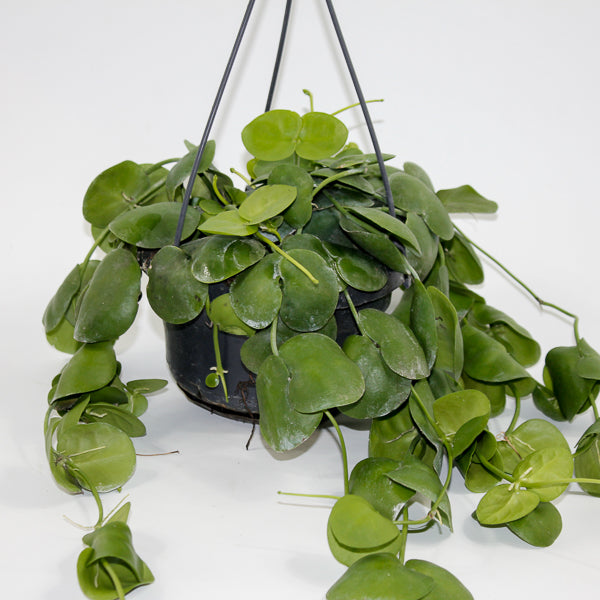 Dischidia platyphylla Ø14cm H30cm