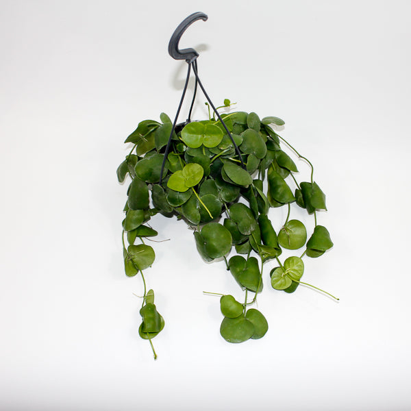 Dischidia platyphylla Ø14cm H30cm