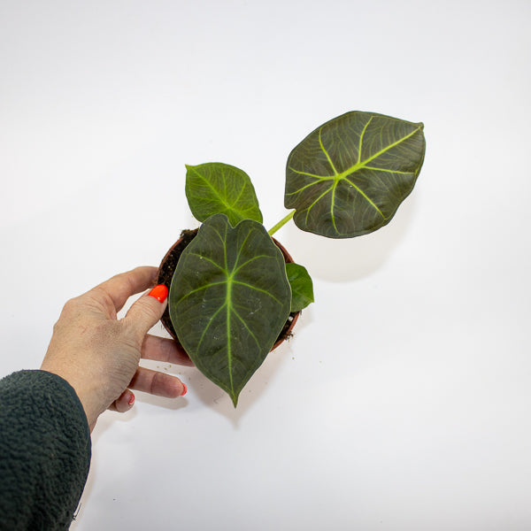 Alocasia 'Watsoniana Red Vein' Ø10.5cm H15cm