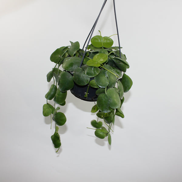 Dischidia platyphylla Ø14cm H30cm