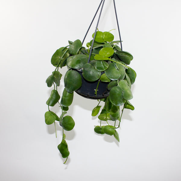 Dischidia platyphylla Ø14cm H30cm
