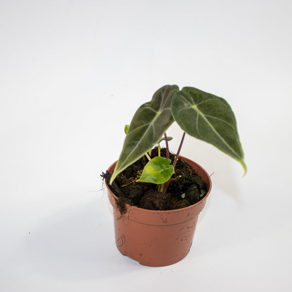 Alocasia 'Regal Shields' Ø10.5cm H20cm