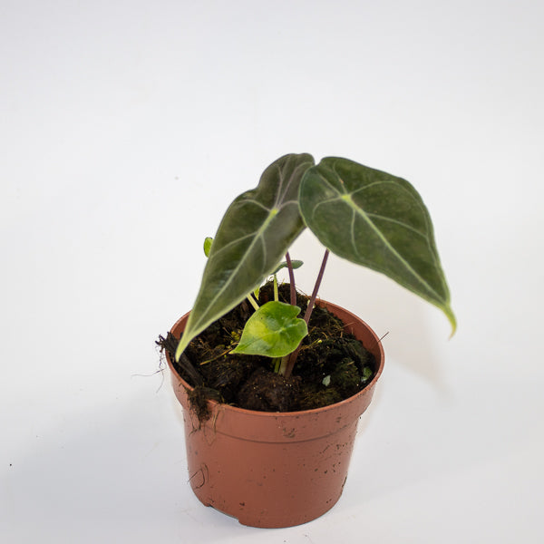 Alocasia 'Regal Shields' Ø10.5cm H20cm