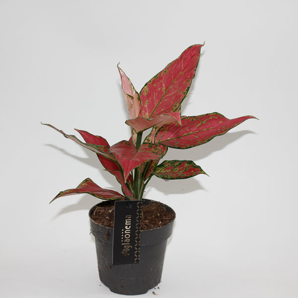 Aglaonema Cherry Baby Ø12cm H30cm
