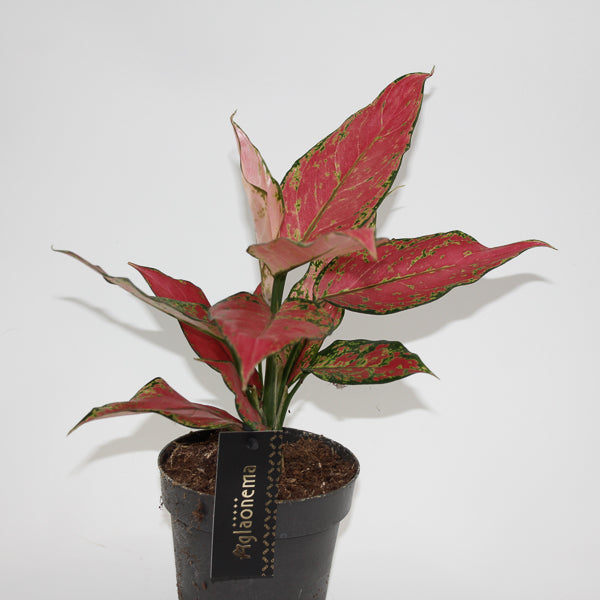 Aglaonema Cherry Baby Ø12cm H30cm