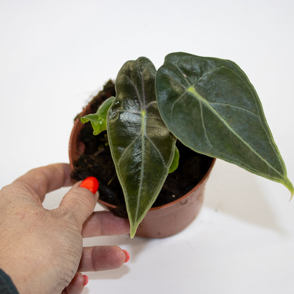 Alocasia 'Regal Shields' Ø10.5cm H20cm