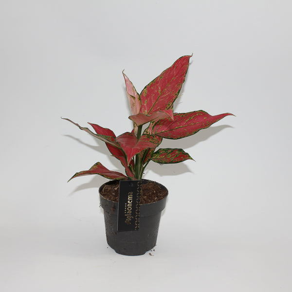 Aglaonema Cherry Baby Ø12cm H30cm