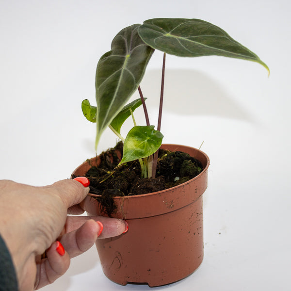 Alocasia 'Regal Shields' Ø10.5cm H20cm