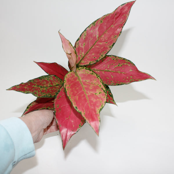 Aglaonema Cherry Baby Ø12cm H30cm