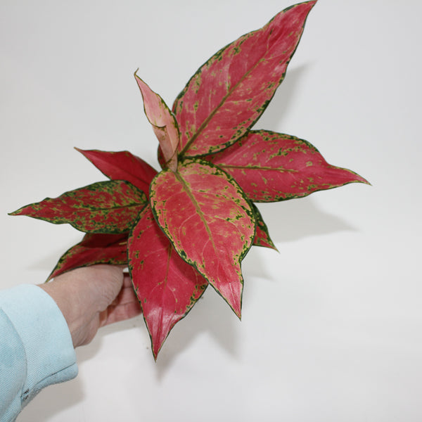 Aglaonema Cherry Baby Ø12cm H30cm