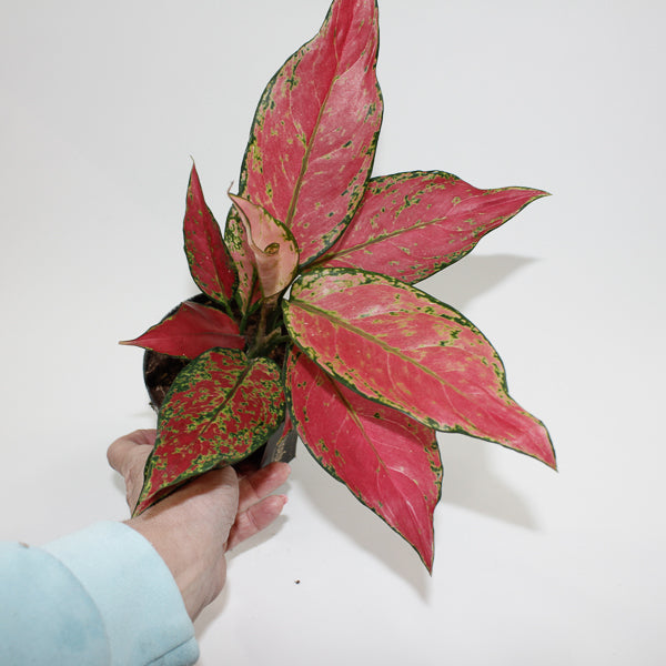 Aglaonema Cherry Baby Ø12cm H30cm