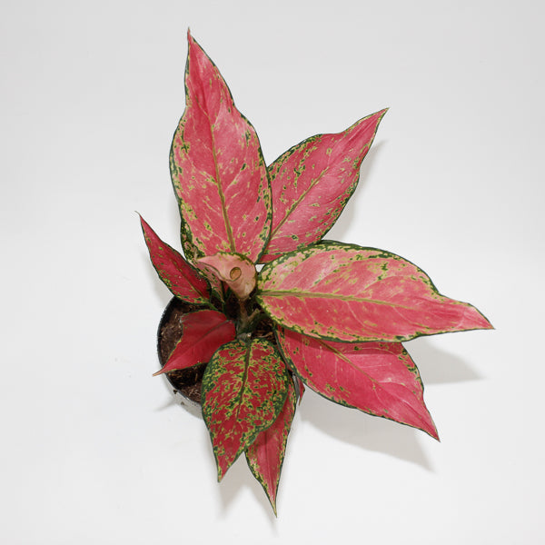 Aglaonema Cherry Baby Ø12cm H30cm