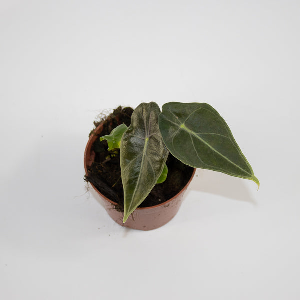 Alocasia 'Regal Shields' Ø10.5cm H20cm