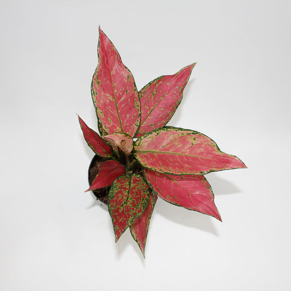 Aglaonema Cherry Baby Ø12cm H30cm
