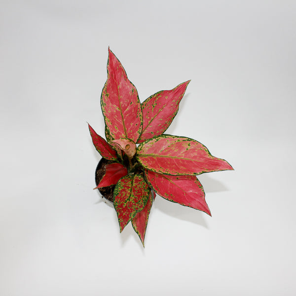 Aglaonema Cherry Baby Ø12cm H30cm