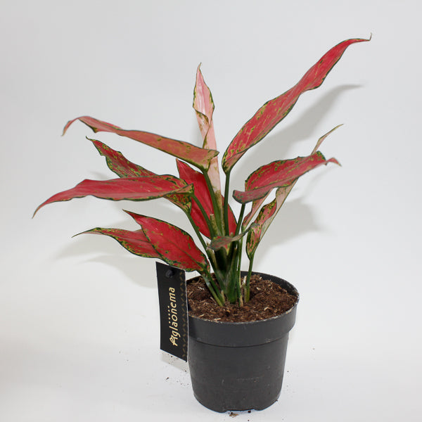 Aglaonema Cherry Baby Ø12cm H30cm