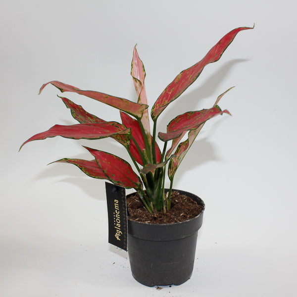 Aglaonema Cherry Baby Ø12cm H30cm