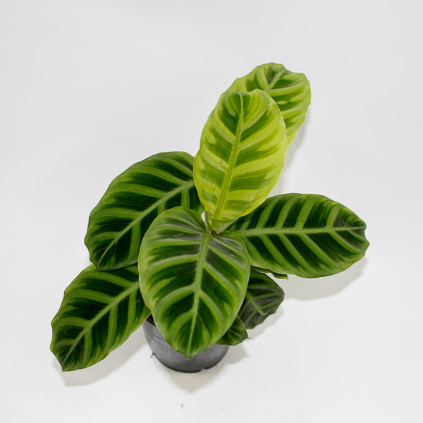 Calathea Zebrina Ø12cm H35cm