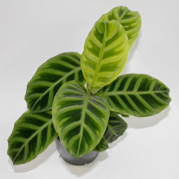 Calathea Zebrina Ø12cm H35cm
