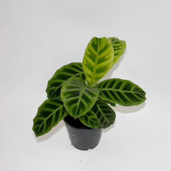 Calathea Zebrina Ø12cm H35cm