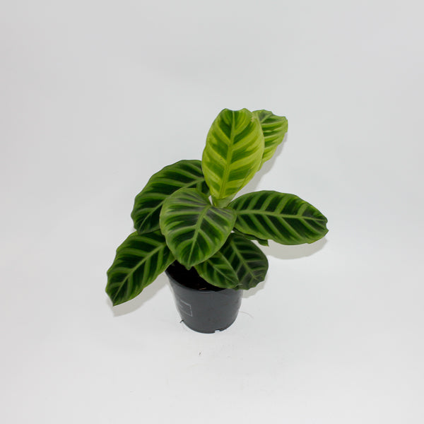 Calathea Zebrina Ø12cm H35cm