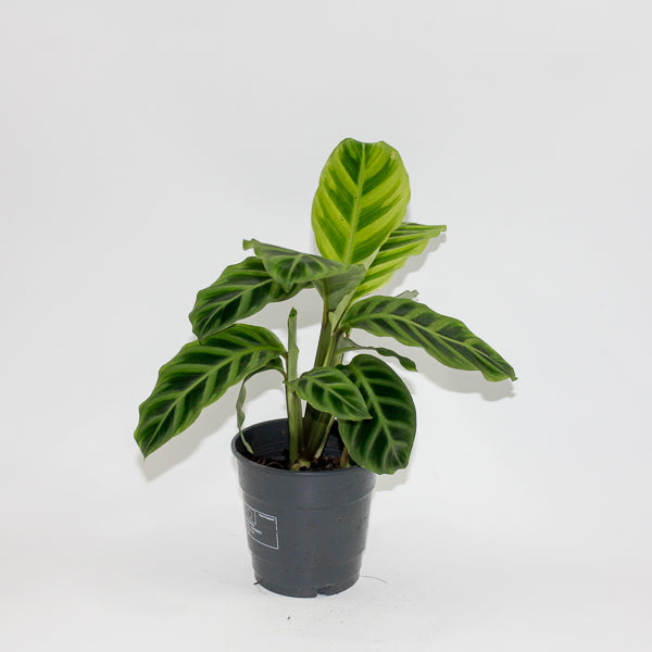Calathea Zebrina Ø12cm H35cm
