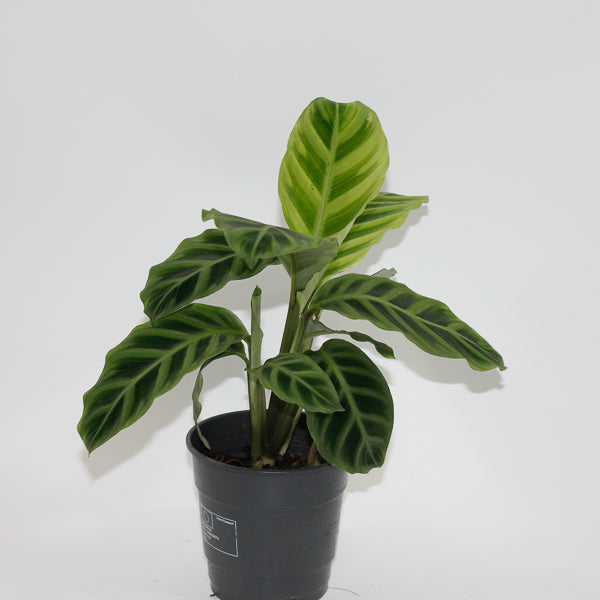 Calathea Zebrina Ø12cm H35cm