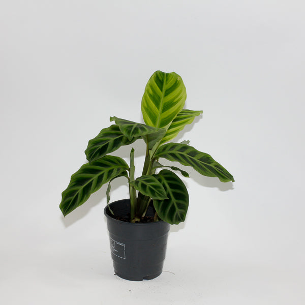 Calathea Zebrina Ø12cm H35cm