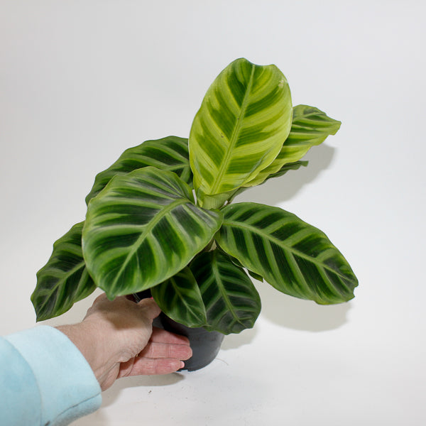 Calathea Zebrina Ø12cm H35cm