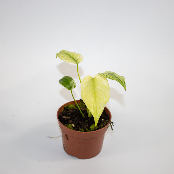 Monstera mint 10.5cm H15cm