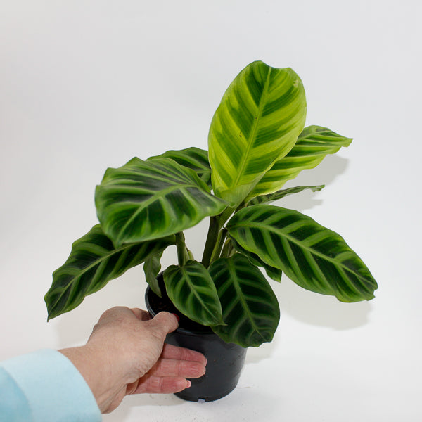 Calathea Zebrina Ø12cm H35cm