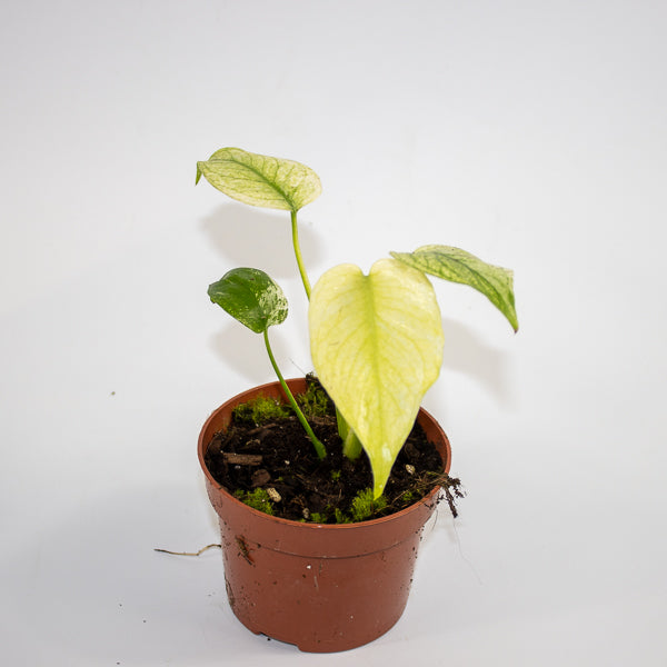 Monstera mint 10.5cm H15cm