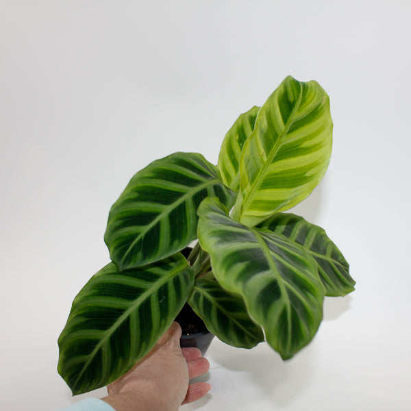 Calathea Zebrina Ø12cm H35cm