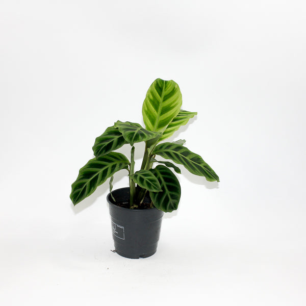 Calathea Zebrina Ø12cm H35cm