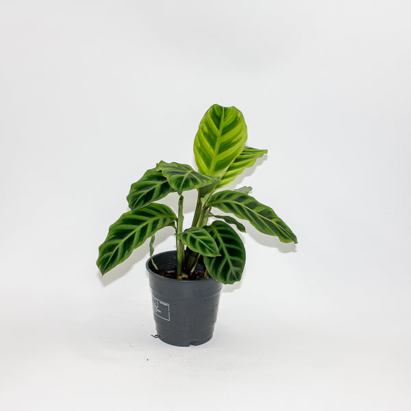 Calathea Zebrina Ø12cm H35cm