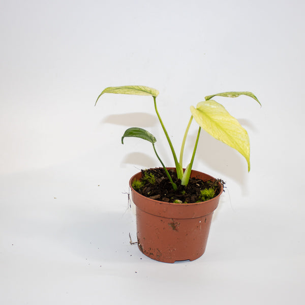 Monstera mint 10.5cm H15cm