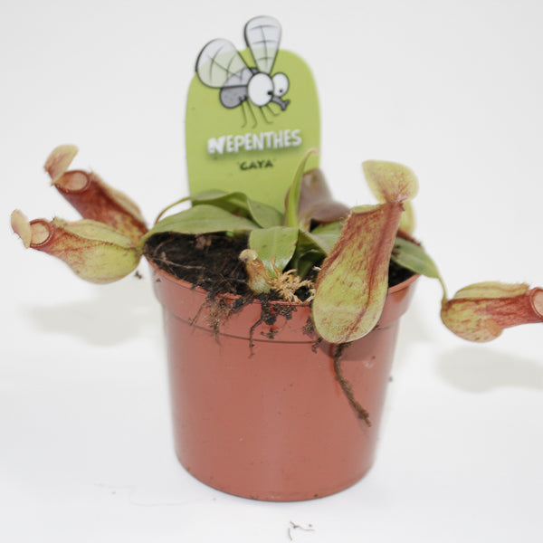 Nepenthes Pitcher Plant Ø8.5cm H20cm