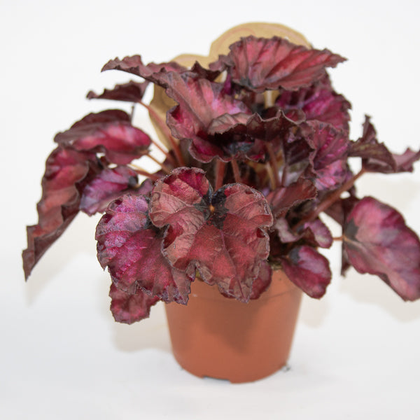 Begonia MAGIC COLOURS RED BULL Ø8.5cm H20cm