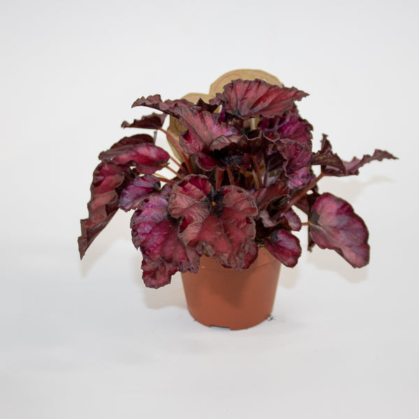 Begonia MAGIC COLOURS RED BULL Ø8.5cm H20cm