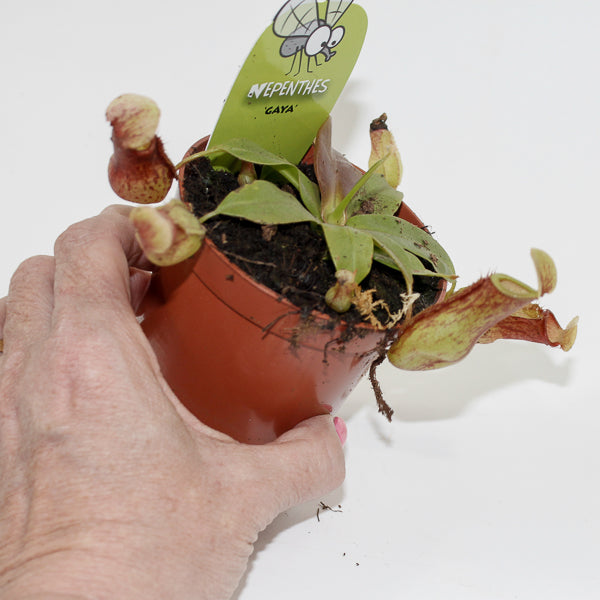 Nepenthes Pitcher Plant Ø8.5cm H20cm