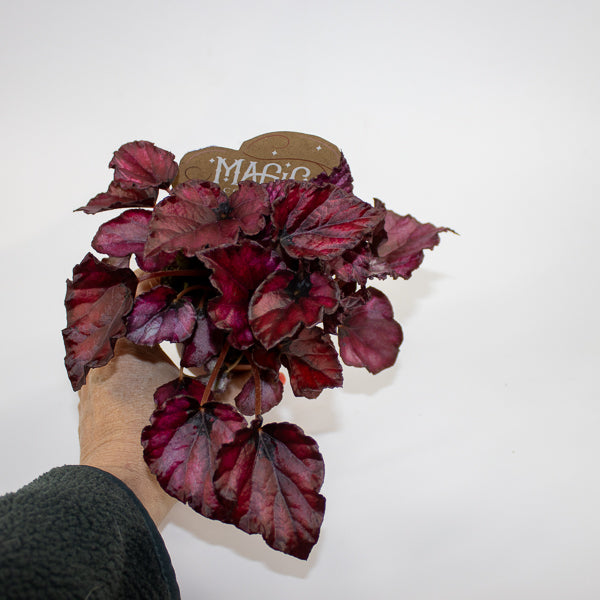 Begonia MAGIC COLOURS RED BULL Ø8.5cm H20cm