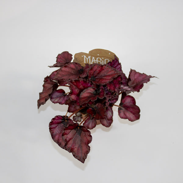 Begonia MAGIC COLOURS RED BULL Ø8.5cm H20cm
