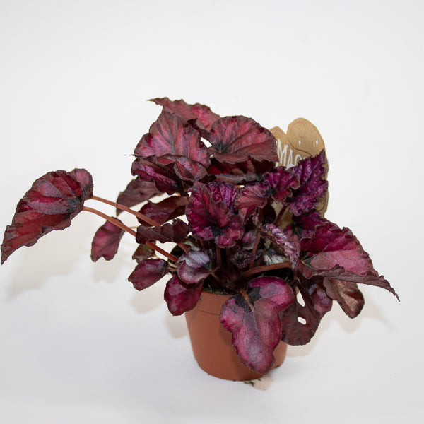 Begonia MAGIC COLOURS RED BULL Ø8.5cm H20cm