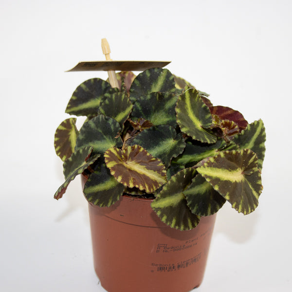 Begonia cleopatrae Ø10.5cm H15cm