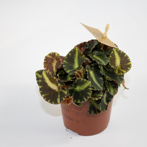 Begonia cleopatrae Ø10.5cm H15cm