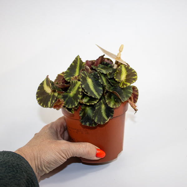 Begonia cleopatrae Ø10.5cm H15cm
