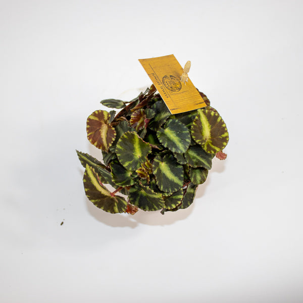 Begonia cleopatrae Ø10.5cm H15cm