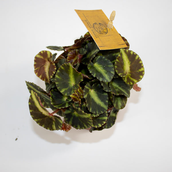 Begonia cleopatrae Ø10.5cm H15cm